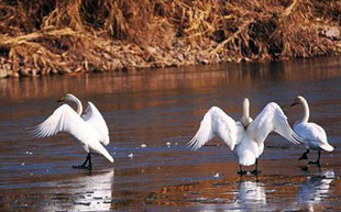 润湖公园天鹅美景