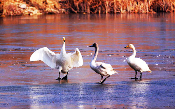 润湖公园天鹅美景